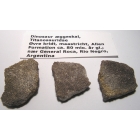 Forstenet dinosaurus æggeskal