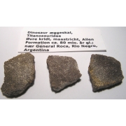 Forstenet dinosaurus æggeskal