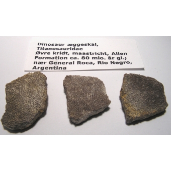 Forstenet dinosaurus æggeskal