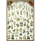 Aromatiske urter plakat