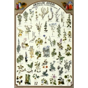 Aromatiske urter plakat
