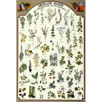 Aromatiske urter plakat